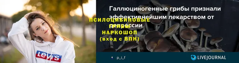 Псилоцибиновые грибы Psilocybe  Людиново 